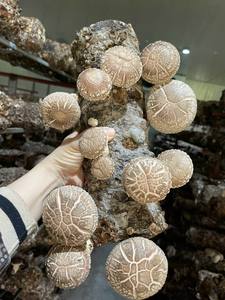 Champignon Shiitake séché biologique Aliments séchés Champignon Shiitake de haute qualité Prix de gros - Product Image 4