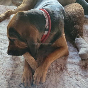 Wholesale <b>Puppy</b> Coffee Wood Chew <b>Sticks</b>, Reduces Chewing Anxiety, Safe Chew Toys For Dog Playtime, Made In Vietnam, ODM, Low MOQ - Product Image 1