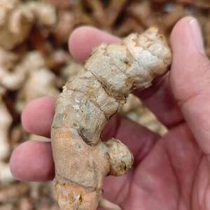 Rhizomes de curcuma indien de qualité supérieure pour les marchés mondiaux des épices, distribution en gros d'ingrédients, approvisionnement en vrac et usage commercial - Product Image 3
