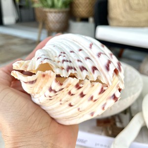 Mejor precio de conchas de almeja gigante natural al por mayor, conchas limpias para decoración y manualidades - Product Image 5