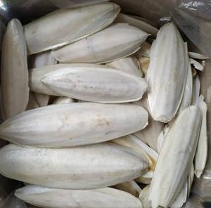 Os de seiche-PRIX DE HAUTE QUALITÉ PAS CHER DU VIETNAM PRÊT POUR L'EXPORTATION - Product Image 1