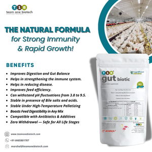 Natural Livestock Gut Microbiome Stabilizer Powder <b>Probiotic</b> Supplement - Product Image 3
