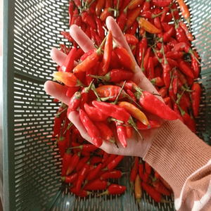 Nueva Temporada de Chile Rojo Entero Indio, Selección de Exportación para Mayoristas de Especias, con Atractiva Calidad de Producto y Precios Competitivos - Product Image 1