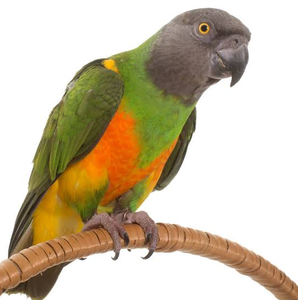 Premium NMF (PVT) LTD Senegal Parrots Live Birds From South Africa for Aviculture Breeding <b>Aviaries</b> and Ornamental Bird Supply - Product Image 1