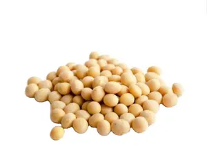 Soybean Seed For Sale