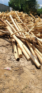 Bûches de bois tendres de qualité supérieure pour la fabrication de papier et les applications de construction. - Product Image 2
