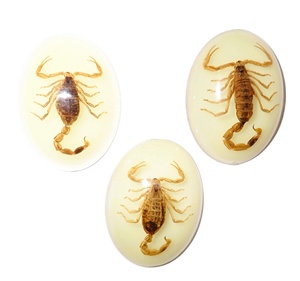 Golden Scorpion Real Specimen Plastic Cabochon Modern Oval 30x40 mm Glow Flat Bottom for Crafts and Jewelry Making - Product Image 1