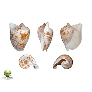 Colección Premium de Conchas Marinas de Vietnam, Conchas Decorativas Naturales en Varios Tamaños y Tipos para Manualidades y Souvenirs - Product Image 1