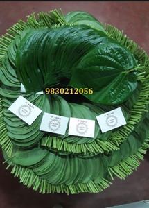 Hoja de betel verde natural de alta calidad para productos especiales de paan del fabricante indio Paan Leaf - Product Image 5