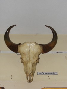 Corne de buffle naturelle polie, pièce décorative artisanale pour la maison - Product Image 5