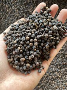 Grains de poivre noir vietnamien |   Poivre noir |   Piment noir |   Pepe Nero (ASTA & 500 FAQ Grade) - Max - Product Image 5