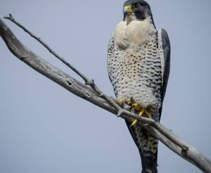 ผู้จัดจำหน่ายนกเหยี่ยวเพเรกรีนแบบขายส่ง-NMF (PVT) LTD แอฟริกาใต้ สำหรับผู้เลี้ยงนกมืออาชีพและธุรกิจการเลี้ยงเหยี่ยว - Product Image 2