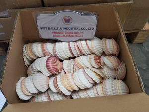 Conchas marinas naturales para manualidades – Suministro al por mayor desde Vietnam - Product Image 5