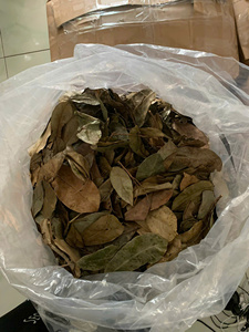 Hojas de Guanábana Secas Naturales, Hoja Entera de Graviola Orgánica para la Fabricación de Bebidas, Venta al por Mayor a Granel, Exportación Directa de Fábrica - Product Image 3