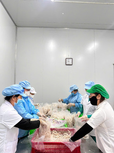 Wholesale Price Frozen Shredded Taro High Aroma for Japan Bubble Tea Market Direct Factory Source Low Cost Bulk Buy - Product Image 5