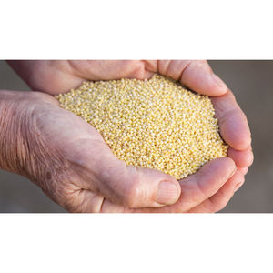 Millet pour la cuisine et la pâtisserie - Grains frais, biologiques et de haute qualité - Product Image 5