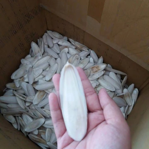 กระดูกปลาหมึกแคลเซียมสูงสำหรับนกแก้ว หอยทาก และเต่า ผู้ขายและผู้ส่งออกกระดูกปลาหมึก ขนาด 5-10 ซม. กระดูกปลาหมึกเวียดนามคุณภาพพรีเมียม 27 - Product Image 1