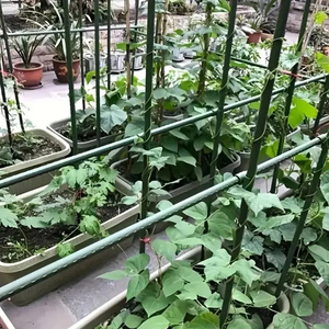 Plastic Coated Metal Garden <b>Plant</b> Support Sticks Heavy Duty Runner Bean Grow <b>Frame</b> - Product Image 3