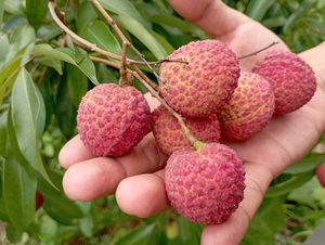 Offre Spéciale : Litchis Surgelés – Prix Compétitif, Vente en Gros - Product Image 2