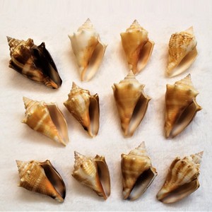 Assorted conch shell <b>beads</b> natural sea shells supplier <b>direct</b> price seashells for jewelry craft - Product Image 3