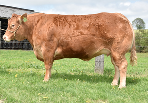 Ganado Limousin Premium para Suministro al por Mayor y Cría Comercial de Ganado - Product Image 6
