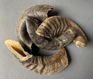 Friandises à mâcher pour chien en corne de buffle au meilleur prix, qualité supérieure, produit artisanal le plus vendu, vraies friandises à mâcher pour chien, vente en gros, meilleure offre - Product Image 1