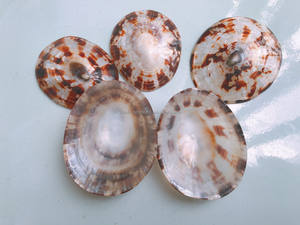 Concha de limpet ovalada de alta calidad de Vietnam para incrustaciones en muebles, artesanía en lacado premium con texturas naturales de conchas marinas. - Product Image 5