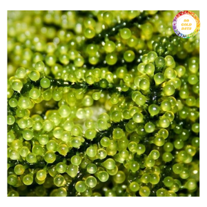 Uvas de Mar Naturales Cultivadas, Producto Fresco y Limpio - Product Image 4