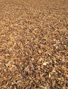 ผู้ส่งออกกลีบดอก Nymphaea caleulea ขนาดใหญ่วัสดุธรรมชาติจำนวนมาก - Product Image 2