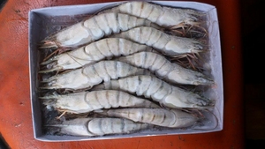 CAMARONES VANNAMEI BLANCOS CONGELADOS DE MARCA OEM, TODAS LAS TALLAS DISPONIBLES - Product Image 3