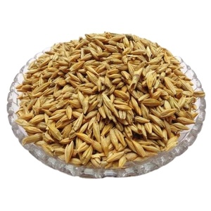 Orge de qualité supérieure disponible pour la vente en gros à bas prix abordable - Product Image 1