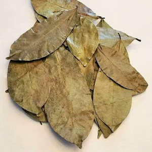 Dried Soursop Leaves Fermented Broken Black <b>Tea</b> Brew Hot Water Organic Health Non Sugar 50gr <b>Box</b> Packaging EXPAD CO Grade - Product Image 2