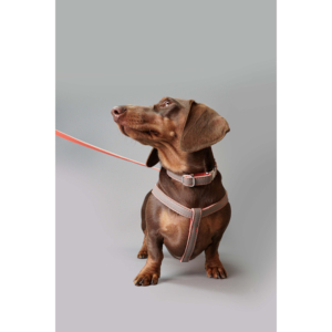Custom <b>Dog</b> Leather <b>Collar</b> Heavy Duty Medium <b>Large</b> Breed Wholesale OEM ODM Service Acceptable <b>Dogs</b> Leather <b>Collars</b> - Product Image 3