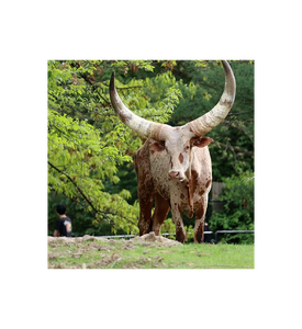 Ganado Ankole para Compra al por Mayor y Comercio B2B Global - Product Image 1