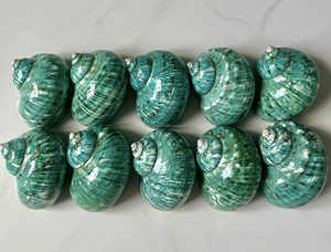 Vente chaude Naturel Poli Vert Turbo Shell Bandes Vert Turbo Coquillages Du Vietnam - Product Image 6