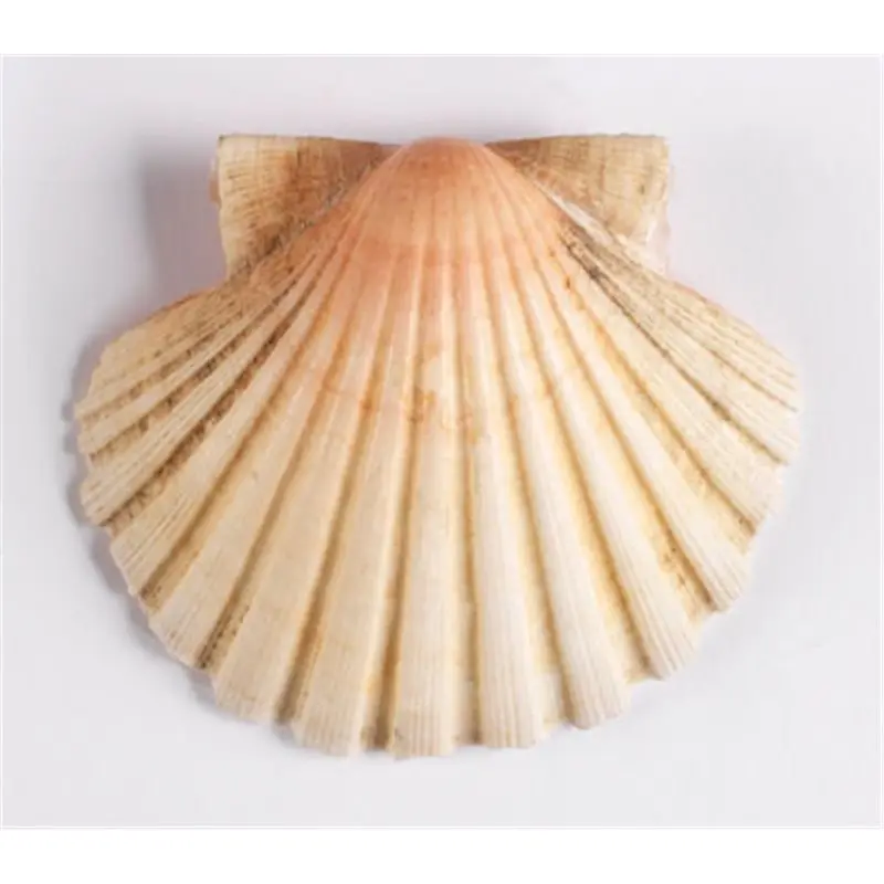 Coquillage de matières premières naturelles diverses/coquille Saint-Jacques // meilleur choix pour la décoration // ( Neal + 84 876 398 017)