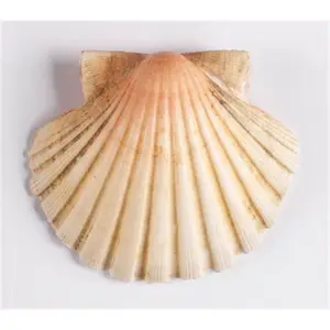 Diverse natural Raw material seashell/ Scallop Shell // best choice for decoration // ( Neal +84 876 398 017)