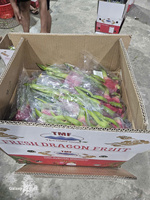 Verse Dragon Fruit uit Vietnam – Zoete smaak, exportkwaliteit voor India