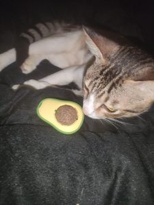 OEM ODM <span class=keywords><strong>Catnip</strong></span> Juguete con Forma de Aguacate para Gatos Pelota de Juego de Hierbas Interactiva para Alivio del Estrés y Entretenimiento Etiqueta Privada Disponible - Product Image 5