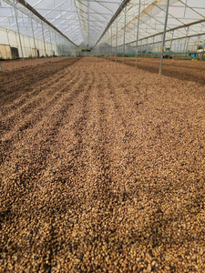 เมล็ดกาแฟอาราบิก้าคุณภาพสูง ผสมผสานจากเมล็ดกาแฟออร์แกนิกปลอดสาร GMO เกรด GCB26 ผลิตจากเวียดนาม สำหรับเครื่องชงกาแฟอัตโนมัติ คั่วแบบออยลี่ - Product Image 2