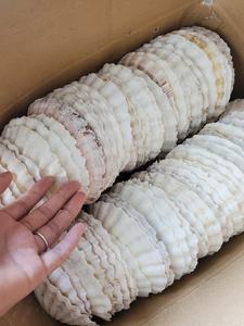 เปลือกหอย - ใช้สำหรับตกแต่ง ราคาแข่งขันในเวียดนาม - คุณภาพสูง 2026 - Product Image 3