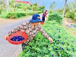 Precio de Fábrica Flor de Guisante Mariposa Pura, Materia Prima Seca, Suministro de Fábrica de Vietnam, Bolsa al Vacío 100g, Precio de Fabricante al por Mayor - Product Image 6