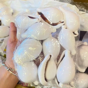 เปลือกหอยขาวขัดเงาคุณภาพดี ขายส่งจำนวนมาก ผู้จัดจำหน่ายเปลือกหอยธรรมชาติสำหรับทำเครื่องประดับ งานฝีมือ และตกแต่ง - Product Image 1
