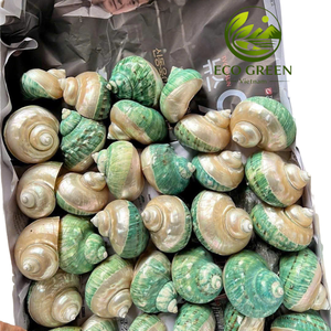 Wholesale Polished Natural Turbo Seashells for Aquarium Decor <b>Hermit</b> <b>Crab</b> Habitat <b>Shell</b> Replacement Beach Theme Crafts Supply - Product Image 3
