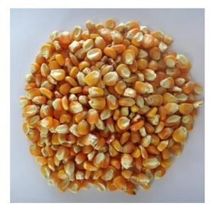 Maíz Amarillo para Alimentación Animal, Grano de Maíz con Alto Contenido de Almidón, Grado Alimenticio, para Ganado, Aves de Corral, Venta al por Mayor, Suministro a Granel, Fabricante, Exportador - Product Image 2