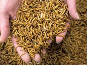 Larves de Mouches Soldat Noires Séchées Naturelles, Friandise pour Animaux, Aliment Entier pour Insectes, Riche en Protéines, Sans Céréales pour Oiseaux - Product Image 2