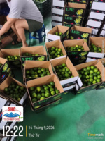 Citron vert frais du Vietnam – Peau vert vif, agrumes juteux pour les importateurs de Malaisie