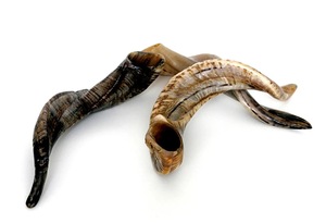 Véritables cornes de brebis naturelles polies pour la décoration et l'artisanat, haute qualité - Product Image 4