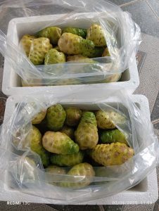 Fruits de Noni surgelés IQF du Vietnam, approvisionnement en vrac, fruits tropicaux - Product Image 5