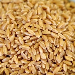 Grano de Trigo 100% Natural Premium Entregado a Importadores de Alimentos, Procesamiento Limpio, Envasado al Vacío y Servicio de Exportación Confiable - Product Image 3